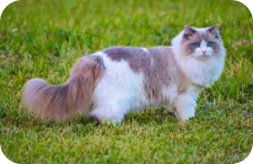 Ragdoll