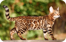 Bengalí