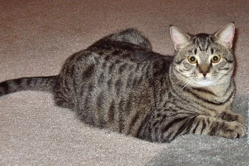 Domestic Shorthair