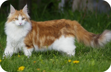 Norwegian Forest cat