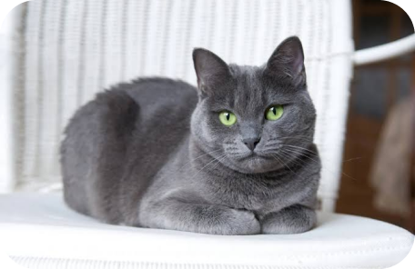 Russian Blue