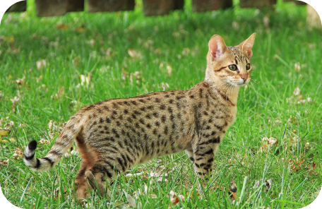 Savannah