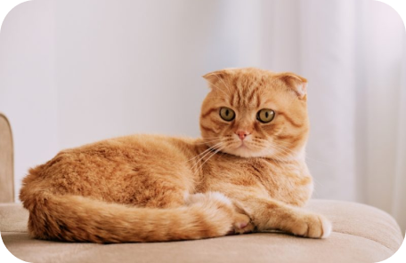 Scottish Fold