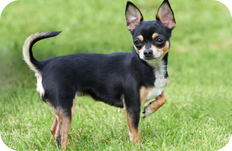Chihuahua