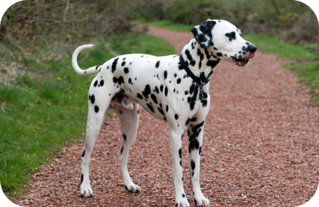 Dalmatian