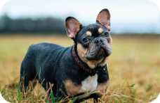 Bulldog Francés