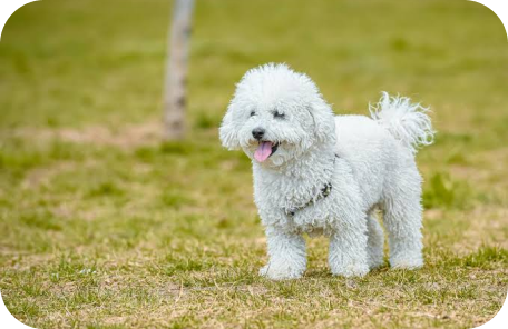 Miniature Poodle