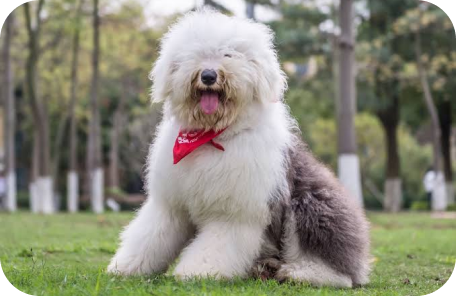 Old English Sheepdog