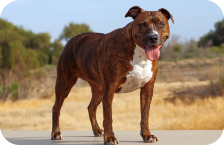 Pitbull