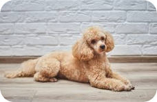 Poodle