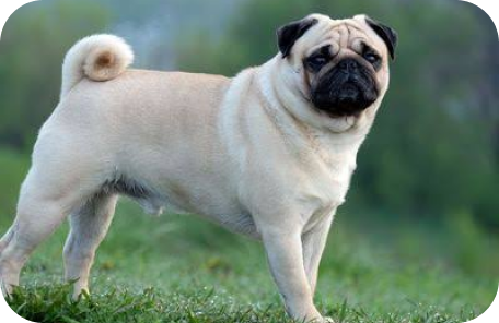 Pug