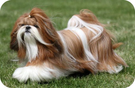 Shih Tzu