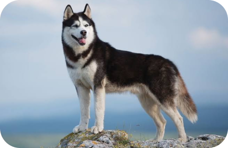 Siberian Husky